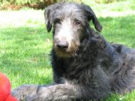 Cscarf at four months of age